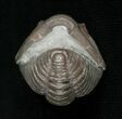 Enrolled Flexicalymene Trilobite From Indiana #5611-3
